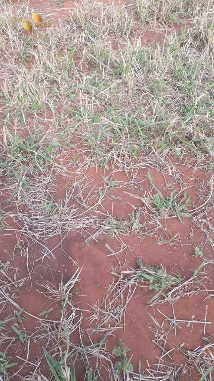 Fazenda à venda de 680 ha em Rondonópolis, MT, Brasil