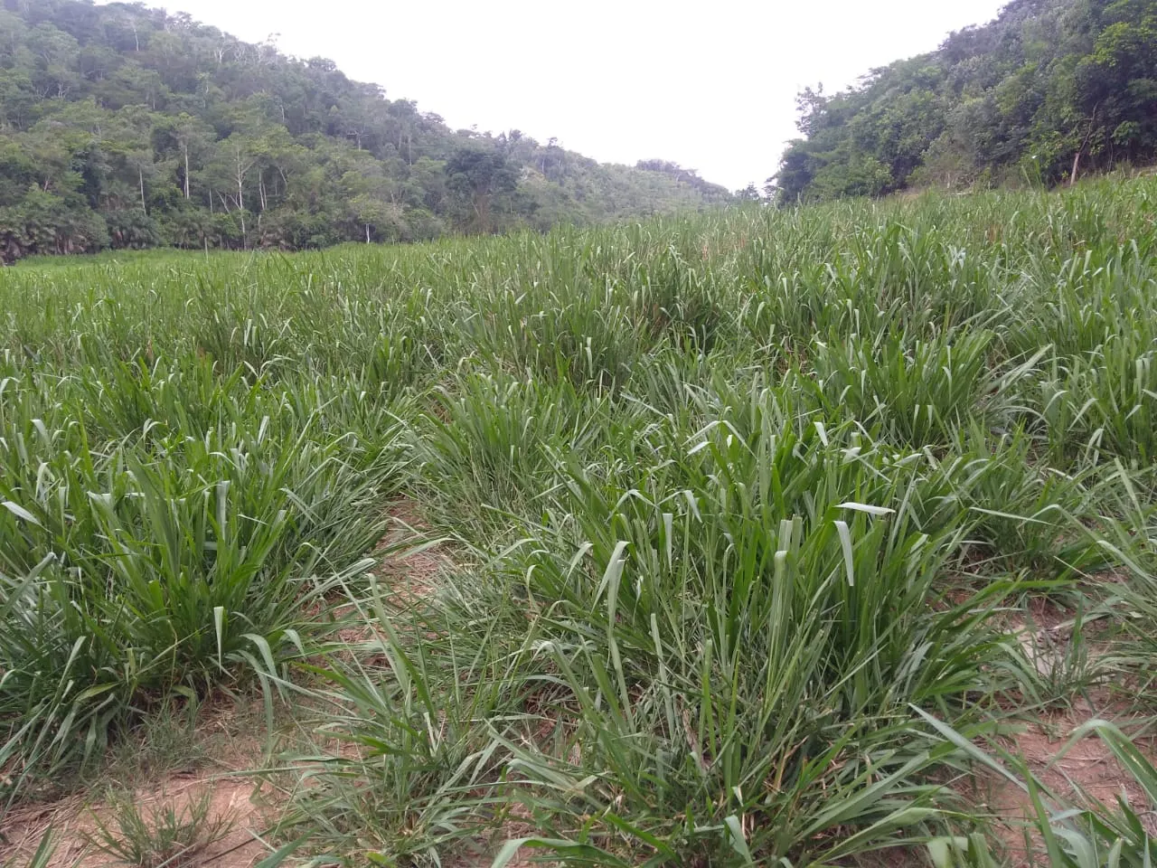 Fazenda à venda de 90 ha em Mimoso do Sul, ES, Brasil