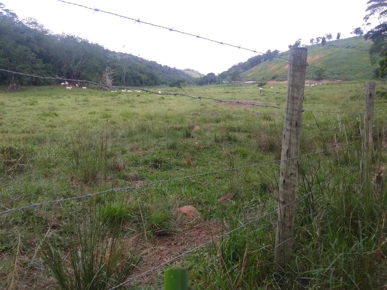 Fazenda à venda de 90 ha em Mimoso do Sul, ES, Brasil