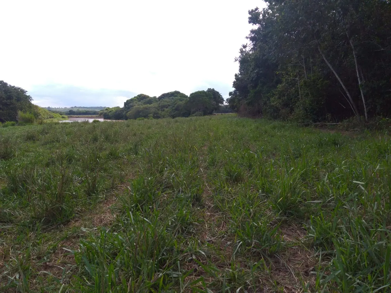 Fazenda à venda de 90 ha em Mimoso do Sul, ES, Brasil