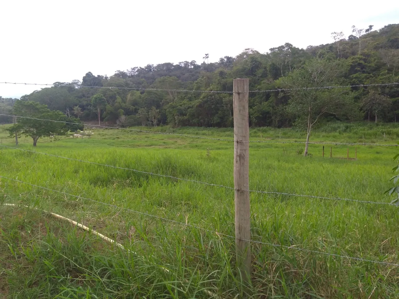 Fazenda à venda de 90 ha em Mimoso do Sul, ES, Brasil