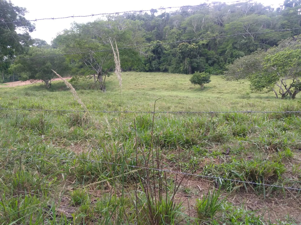 Fazenda à venda de 90 ha em Mimoso do Sul, ES, Brasil