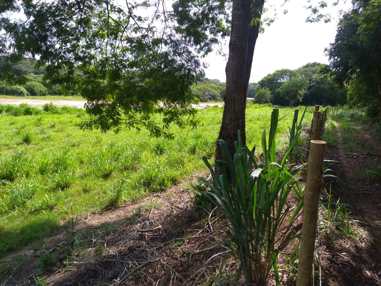 Fazenda à venda de 90 ha em Mimoso do Sul, ES, Brasil