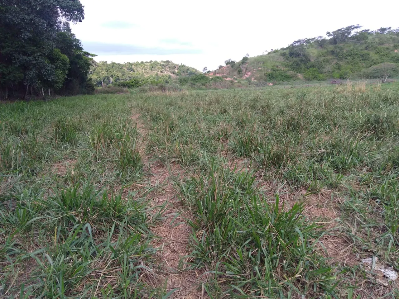 Fazenda à venda de 90 ha em Mimoso do Sul, ES, Brasil
