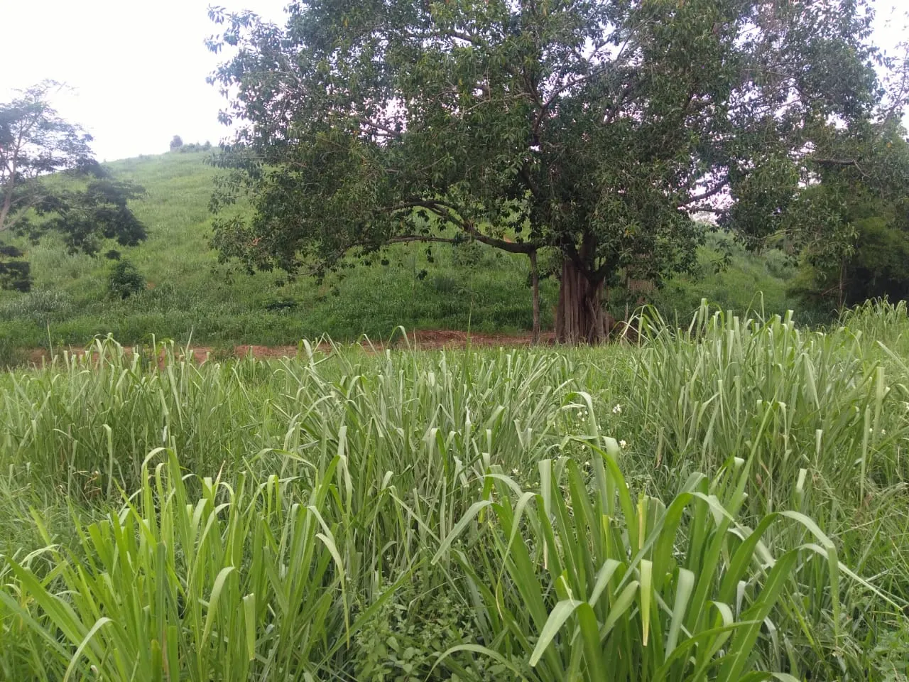 Fazenda à venda de 90 ha em Mimoso do Sul, ES, Brasil