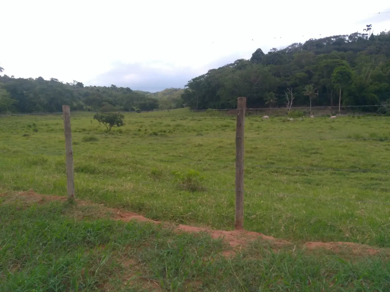 Fazenda à venda de 90 ha em Mimoso do Sul, ES, Brasil