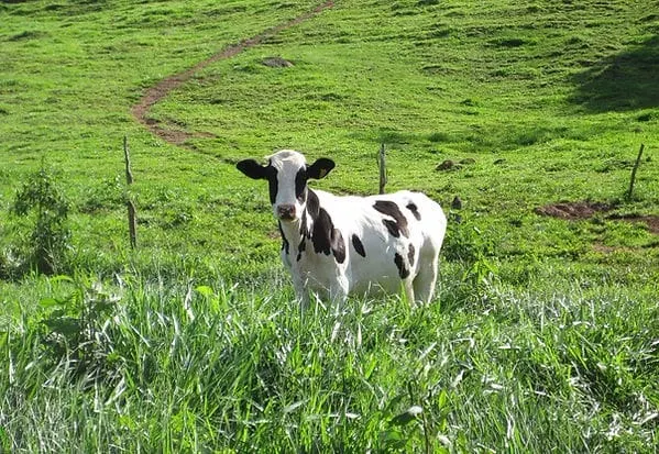 Fazenda à venda de 101 ha em Cambuquira, MG, Brasil
