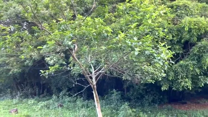 Chácara à venda de 10 ha em Santo Antônio da Patrulha, RS, Brasil