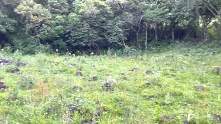 Chácara à venda de 10 ha em Santo Antônio da Patrulha, RS, Brasil
