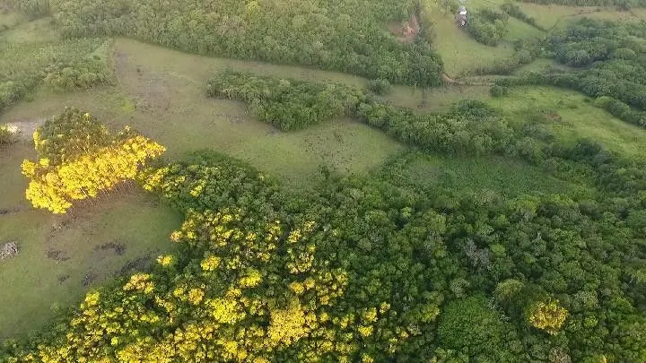 Chácara à venda de 10 ha em Santo Antônio da Patrulha, RS, Brasil
