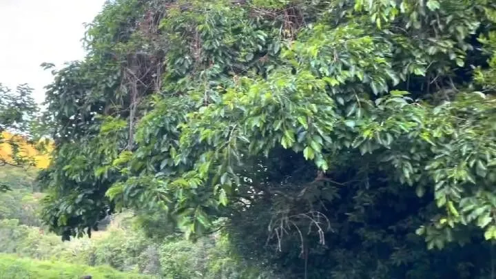 Chácara à venda de 10 ha em Santo Antônio da Patrulha, RS, Brasil