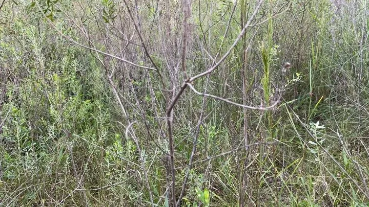 Chácara à venda de 9.200 m² em Santo Antônio da Patrulha, RS, Brasil