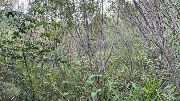 Chácara à venda de 9.200 m² em Santo Antônio da Patrulha, RS, Brasil