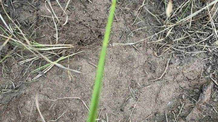 Chácara à venda de 9.200 m² em Santo Antônio da Patrulha, RS, Brasil