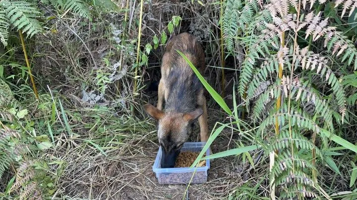 Chácara à venda de 9.200 m² em Santo Antônio da Patrulha, RS, Brasil