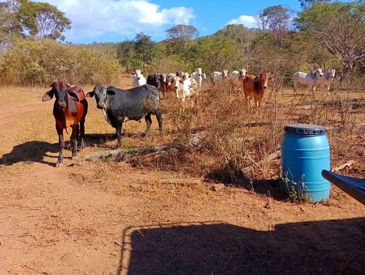 Farm for sale of 3,110 acres in Padre Bernardo, GO, Brazil