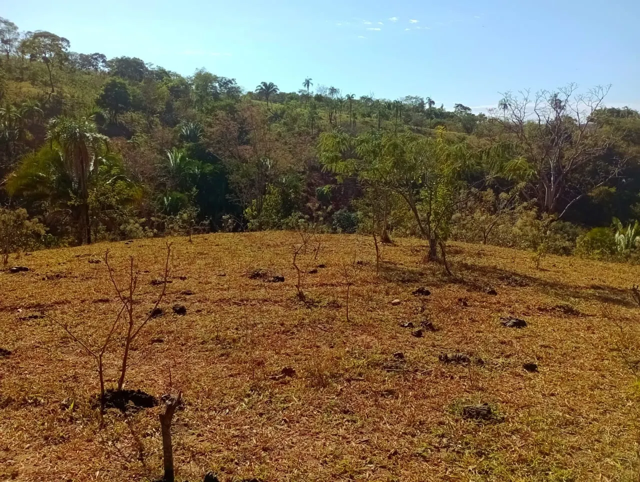 Farm for sale of 3,110 acres in Padre Bernardo, GO, Brazil