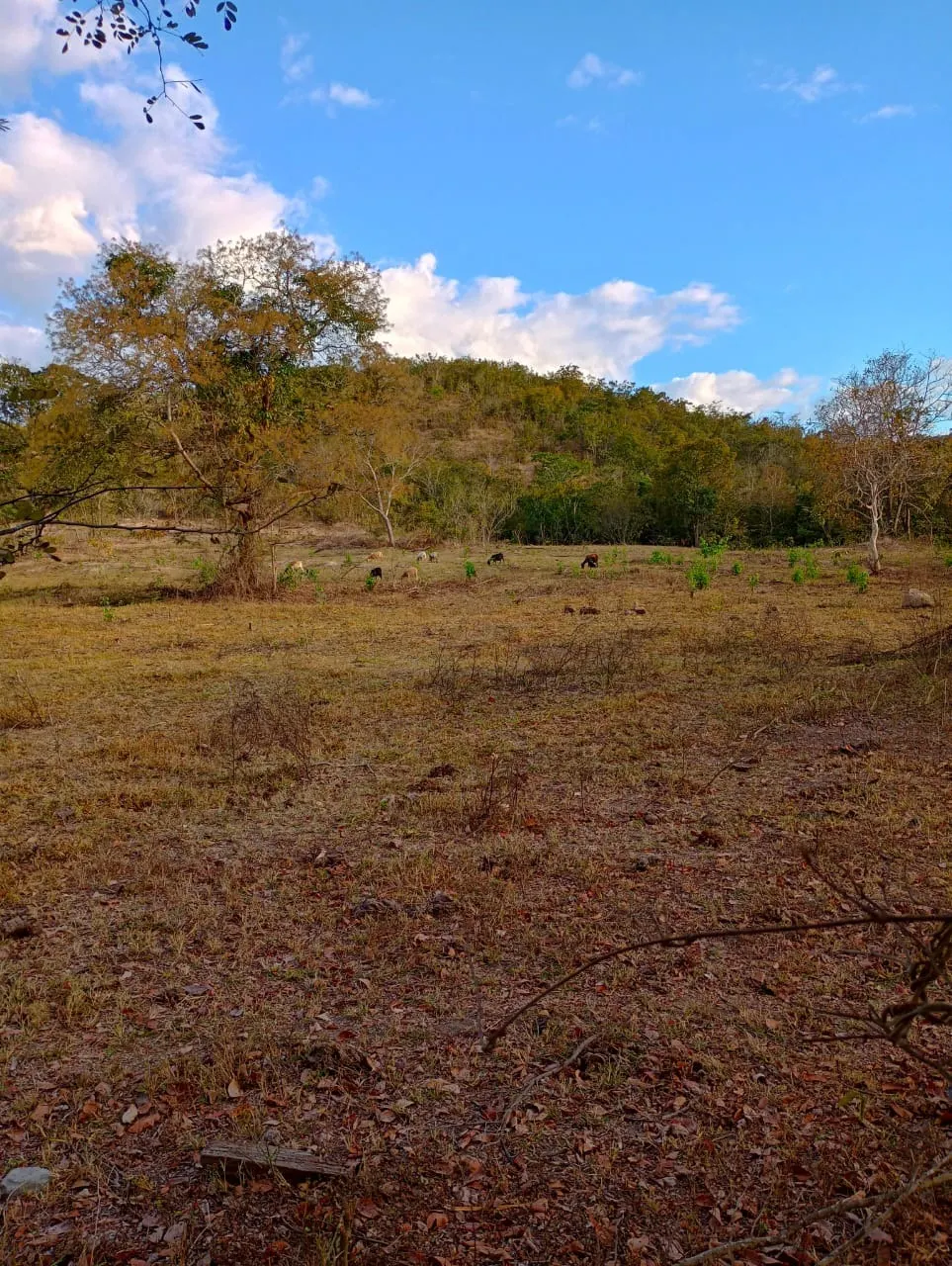 Farm for sale of 3,110 acres in Padre Bernardo, GO, Brazil
