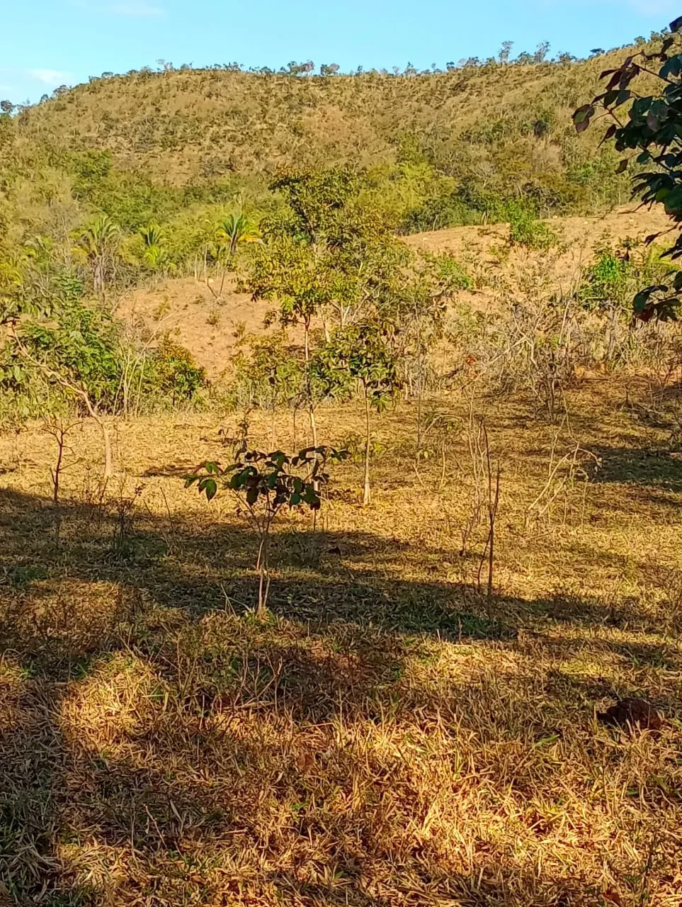 Farm for sale of 3,110 acres in Padre Bernardo, GO, Brazil