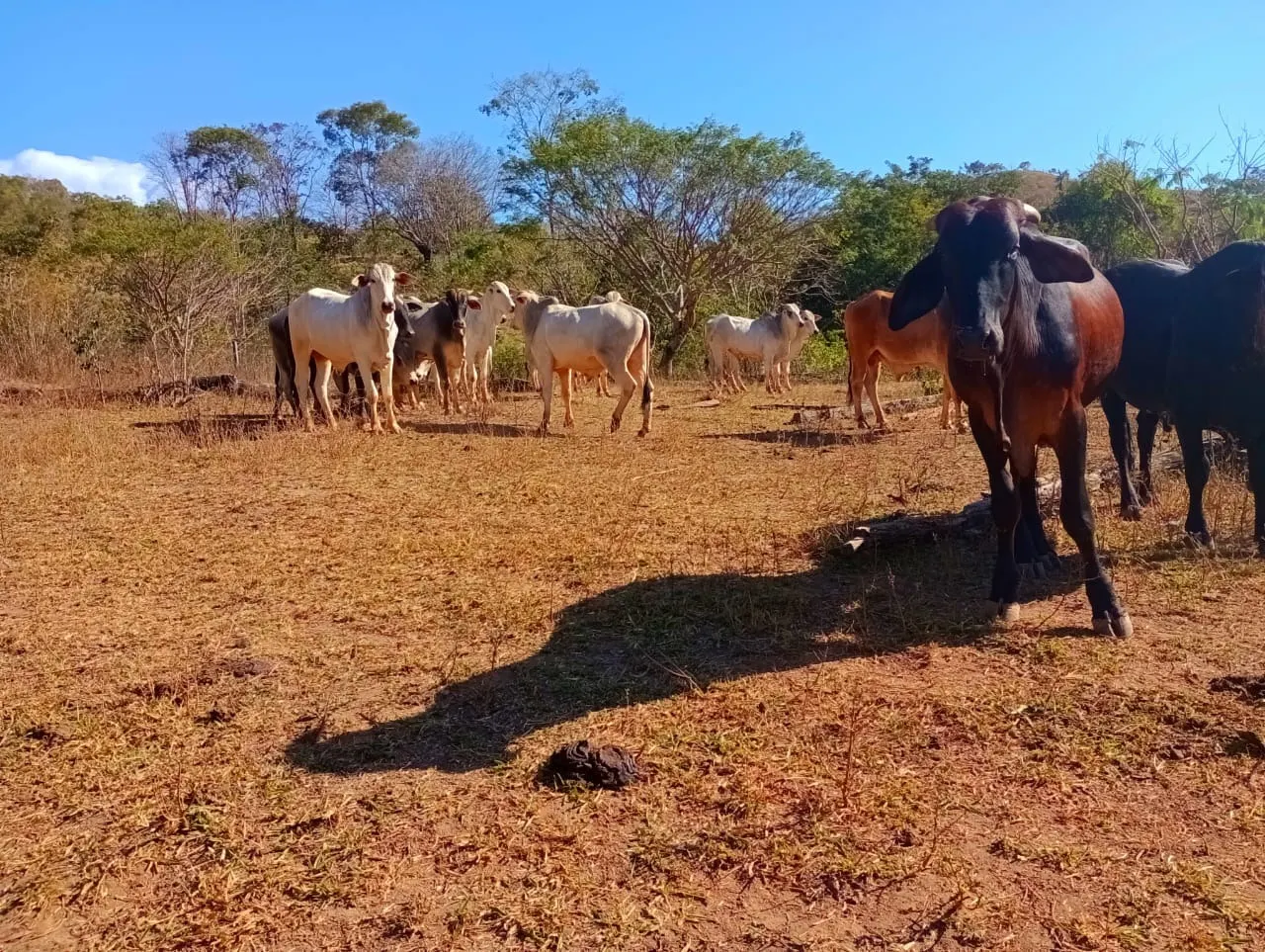 Farm for sale of 3,110 acres in Padre Bernardo, GO, Brazil