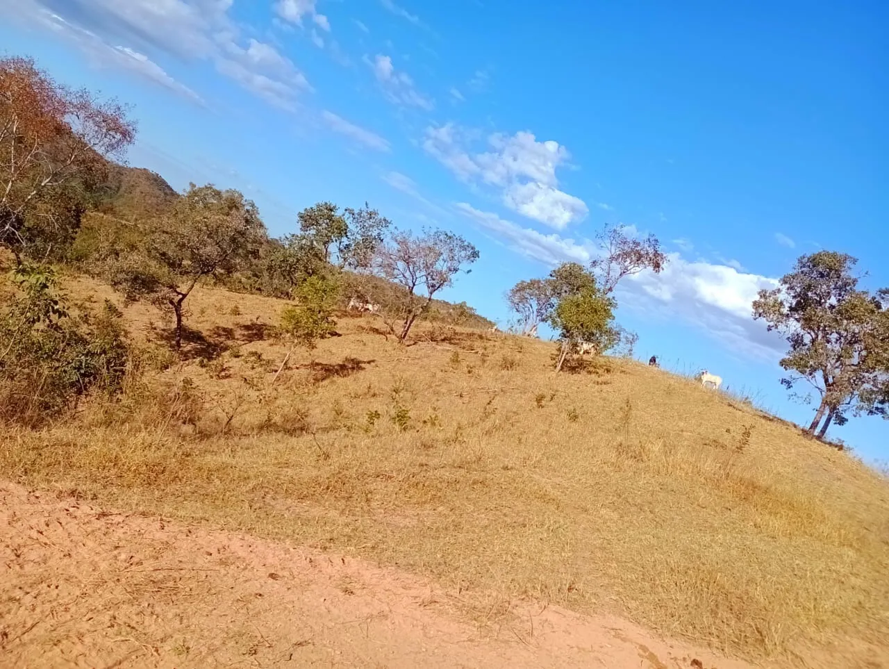 Farm for sale of 3,110 acres in Padre Bernardo, GO, Brazil