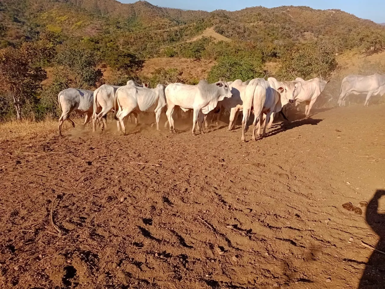 Farm for sale of 3,110 acres in Padre Bernardo, GO, Brazil