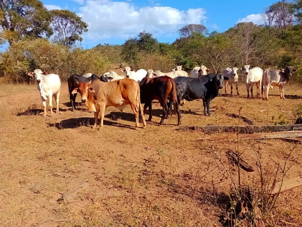 Farm for sale of 3,110 acres in Padre Bernardo, GO, Brazil