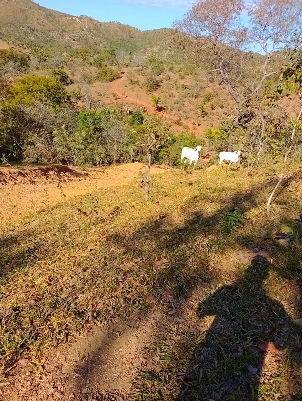 Farm for sale of 3,110 acres in Padre Bernardo, GO, Brazil
