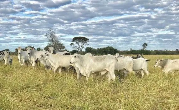 Fazenda à venda de 17.520 ha em Muquém de São Francisco, BA, Brasil
