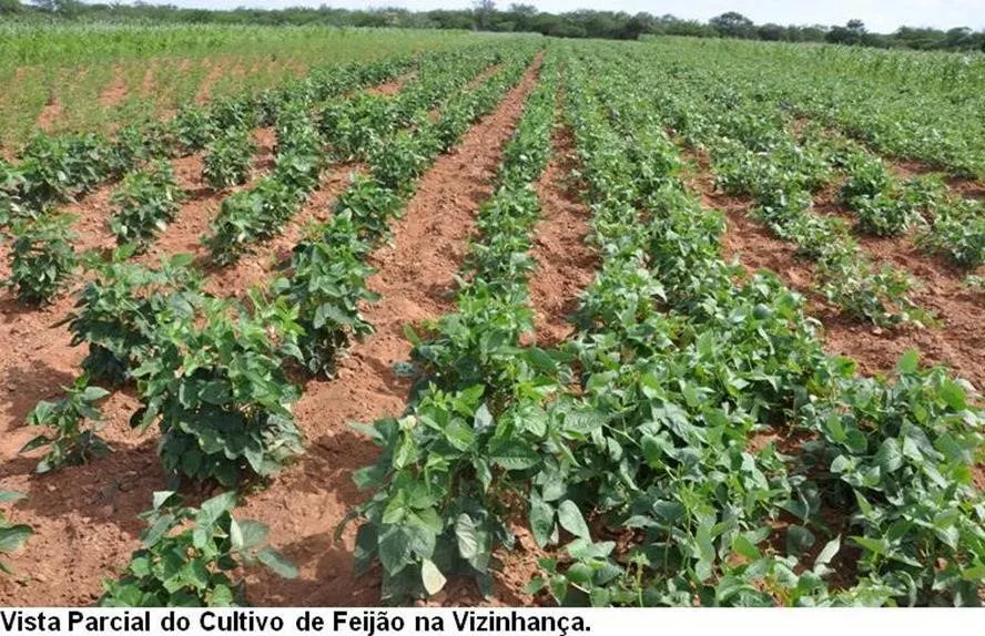 Fazenda à venda de 17.520 ha em Muquém de São Francisco, BA, Brasil
