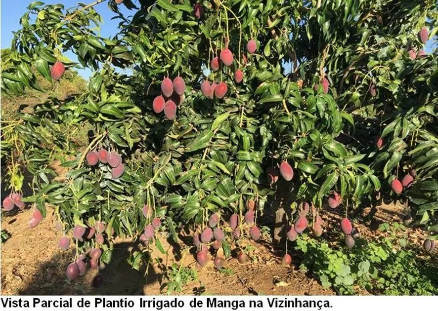 Fazenda à venda de 17.520 ha em Muquém de São Francisco, BA, Brasil