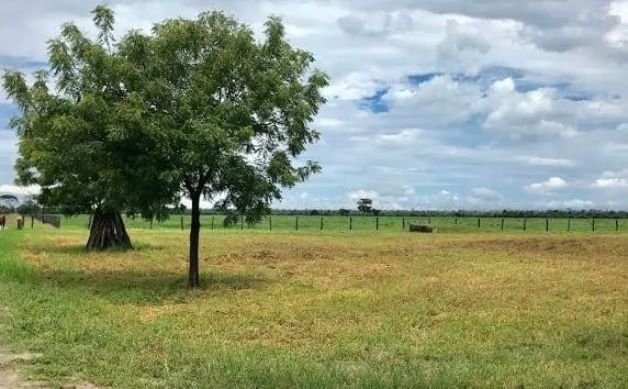 Fazenda à venda de 17.520 ha em Muquém de São Francisco, BA, Brasil