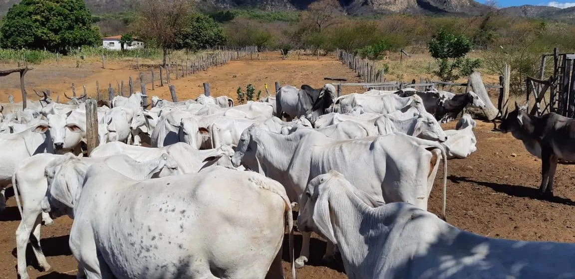 Fazenda à venda de 17.520 ha em Muquém de São Francisco, BA, Brasil