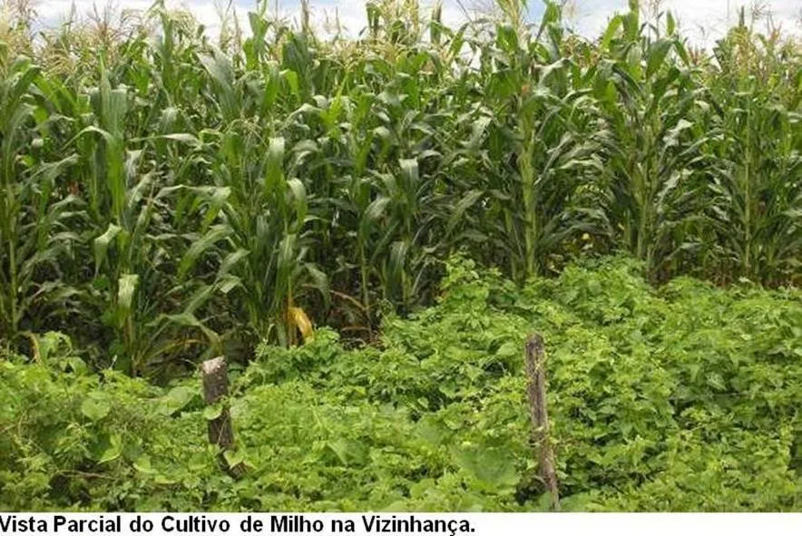 Fazenda à venda de 17.520 ha em Muquém de São Francisco, BA, Brasil