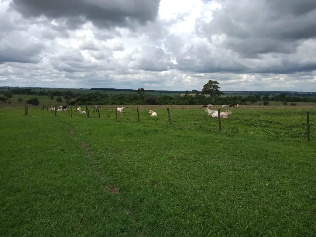 Fazenda à venda de 482 ha em Nova Granada, SP, Brasil