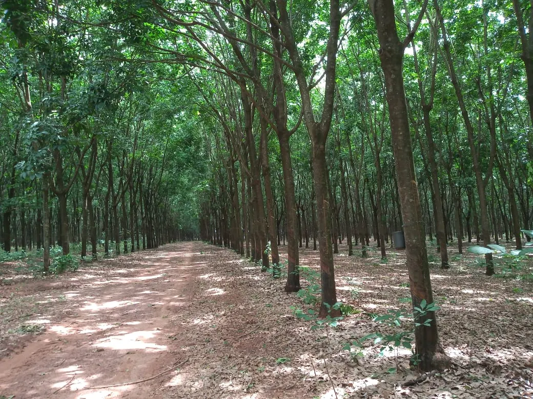 Fazenda à venda de 482 ha em Nova Granada, SP, Brasil
