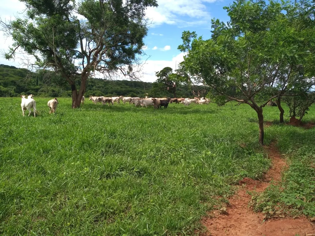 Fazenda à venda de 482 ha em Nova Granada, SP, Brasil