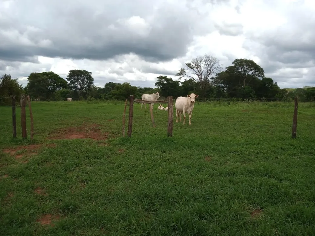 Fazenda à venda de 482 ha em Nova Granada, SP, Brasil