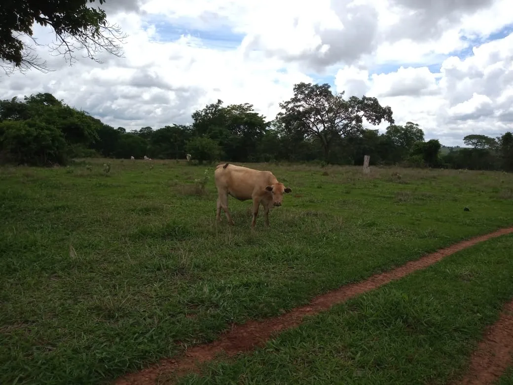 Fazenda à venda de 482 ha em Nova Granada, SP, Brasil