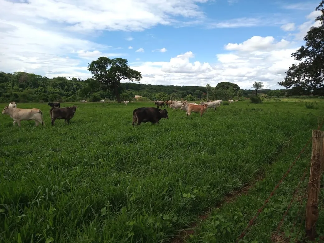 Fazenda à venda de 482 ha em Nova Granada, SP, Brasil