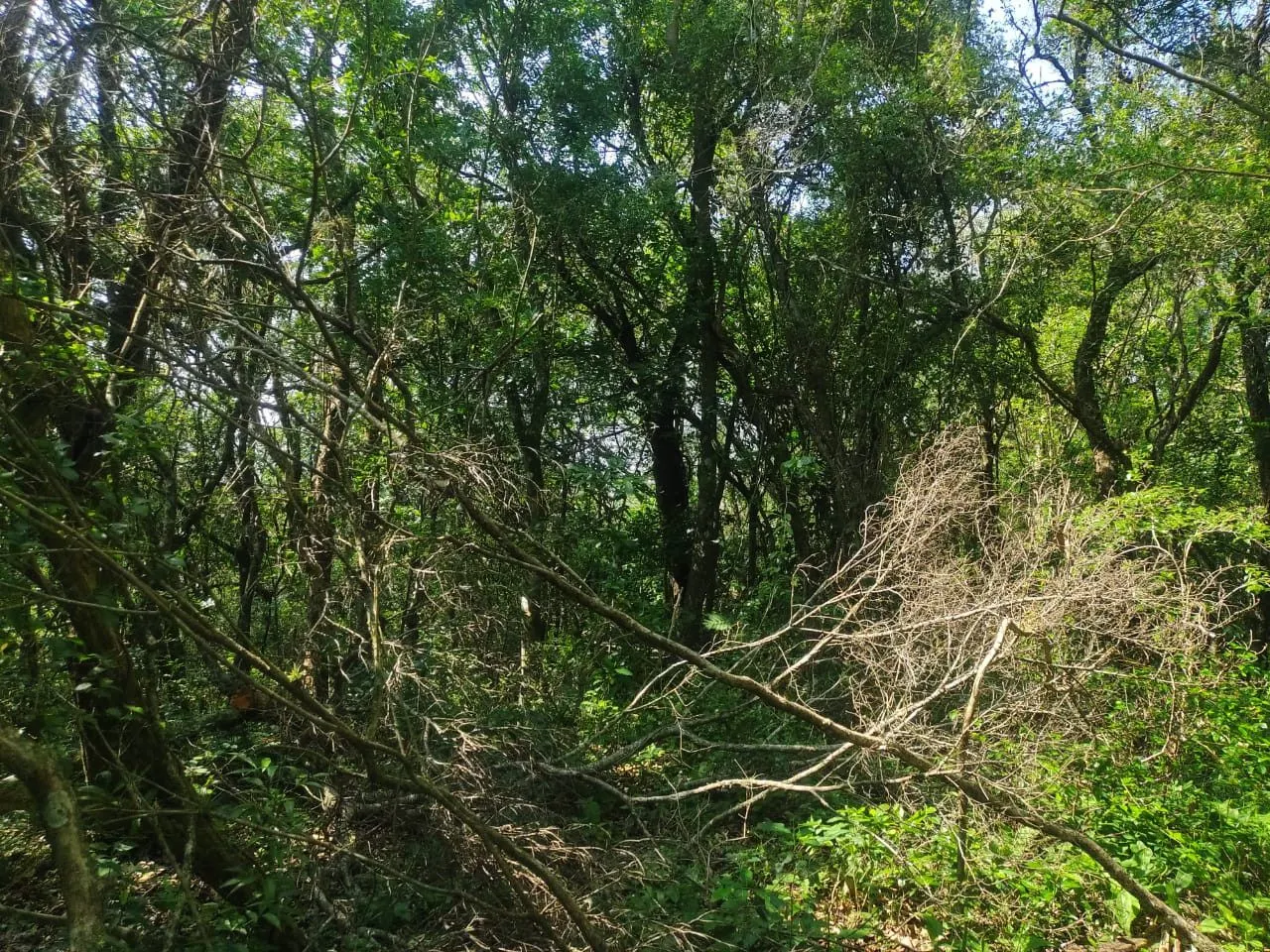 Sítio à venda de 10 ha em Santo Antônio da Patrulha, RS, Brasil