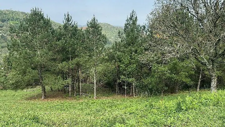 Sítio à venda de 10 ha em Santo Antônio da Patrulha, RS, Brasil
