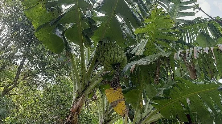 Sítio à venda de 10 ha em Santo Antônio da Patrulha, RS, Brasil
