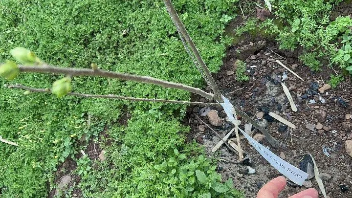 Sítio à venda de 10 ha em Santo Antônio da Patrulha, RS, Brasil