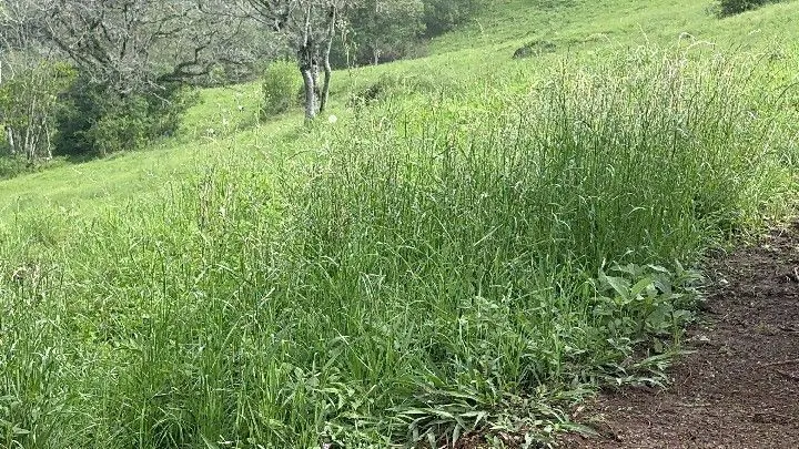 Sítio à venda de 10 ha em Santo Antônio da Patrulha, RS, Brasil