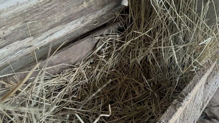 Sítio à venda de 10 ha em Santo Antônio da Patrulha, RS, Brasil