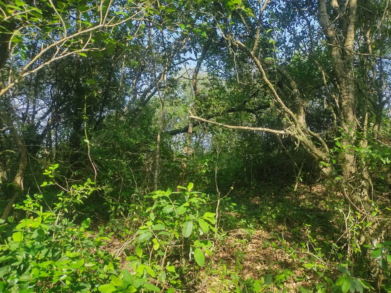 Sítio à venda de 10 ha em Santo Antônio da Patrulha, RS, Brasil