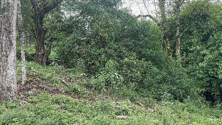 Sítio à venda de 10 ha em Santo Antônio da Patrulha, RS, Brasil