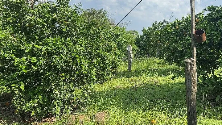 Sítio à venda de 10 ha em Santo Antônio da Patrulha, RS, Brasil