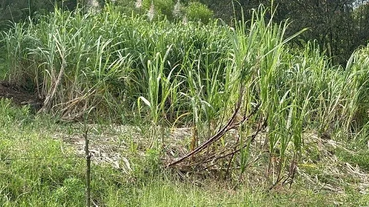 Sítio à venda de 10 ha em Santo Antônio da Patrulha, RS, Brasil